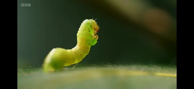 Caterpillar sp. () as shown in Wild Isles - Woodland